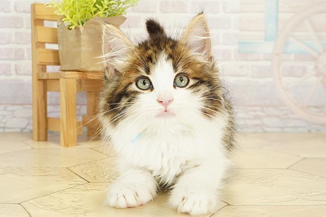 ノルウェージャン・フォレストキャット