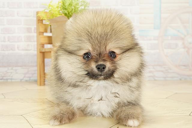 ポメラニアン