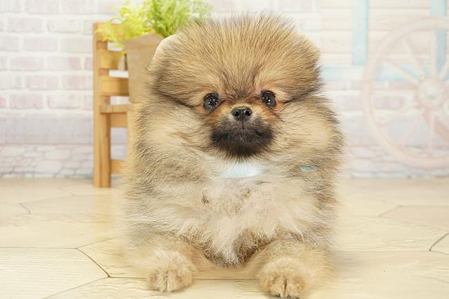 ポメラニアン