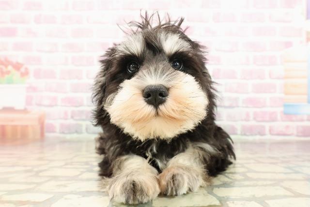 埼玉県のミニチュアシュナウザー (Coo&RIKU桶川店/2025年8月5日生まれ/女の子/ブラックシルバー)の子犬