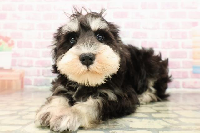 埼玉県のミニチュアシュナウザー (Coo&RIKU桶川店/2025年8月5日生まれ/女の子/ブラックシルバー)の子犬の2枚目の画像