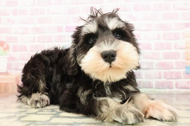 埼玉県のミニチュアシュナウザー (Coo&RIKU桶川店/2025年8月5日生まれ/女の子/ブラックシルバー)の子犬の3枚目の画像