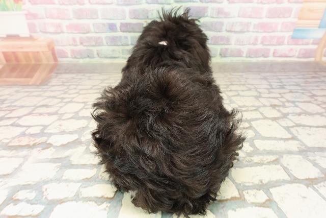 埼玉県のミニチュアシュナウザー (Coo&RIKU桶川店/2025年8月5日生まれ/女の子/ブラックシルバー)の子犬の4枚目の画像