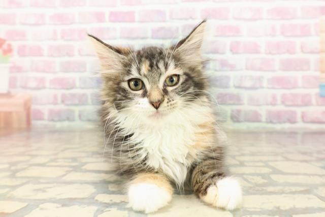 埼玉県のメインクーン (Coo&RIKUアニマルケアセンター大宮/2025年8月15日生まれ/女の子/ブラウンパッチドタビーホワイト)の子猫の1枚目の画像