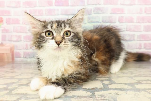 埼玉県のメインクーン (Coo&RIKUアニマルケアセンター大宮/2025年8月15日生まれ/女の子/ブラウンパッチドタビーホワイト)の子猫の2枚目の画像