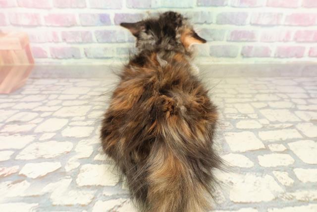 埼玉県のメインクーン (Coo&RIKUアニマルケアセンター大宮/2025年8月15日生まれ/女の子/ブラウンパッチドタビーホワイト)の子猫の4枚目の画像