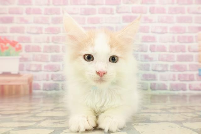 北海道のメインクーン (Coo&RIKU帯広店/2025年8月19日生まれ/男の子/クリームホワイト)の子猫の1枚目の画像