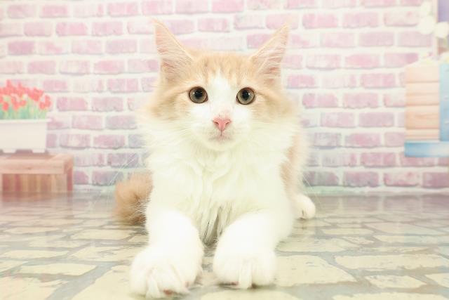 埼玉県のメインクーン (Coo&RIKU所沢店/2025年8月19日生まれ/男の子/クリームホワイト)の子猫の1枚目の画像