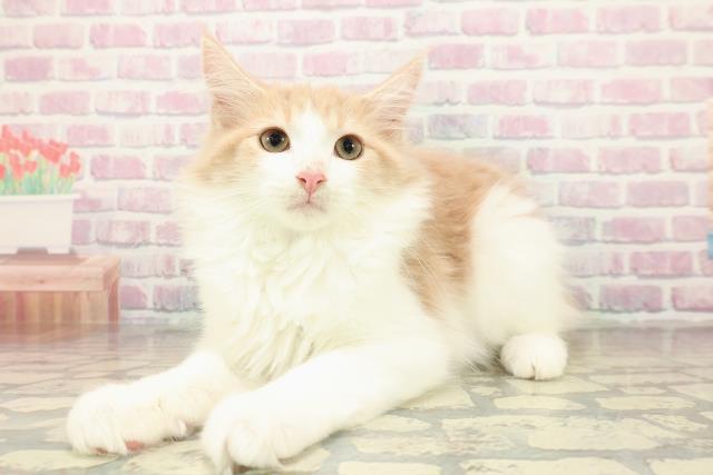 埼玉県のメインクーン (Coo&RIKU所沢店/2025年8月19日生まれ/男の子/クリームホワイト)の子猫の2枚目の画像