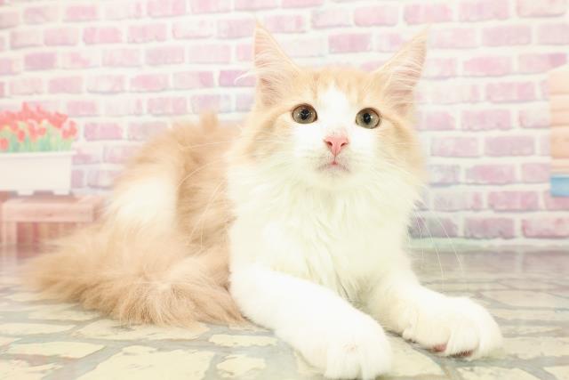 埼玉県のメインクーン (Coo&RIKU所沢店/2025年8月19日生まれ/男の子/クリームホワイト)の子猫の3枚目の画像