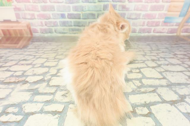 埼玉県のメインクーン (Coo&RIKU所沢店/2025年8月19日生まれ/男の子/クリームホワイト)の子猫の4枚目の画像