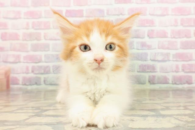 石川県のメインクーン (Coo&RIKUイオン野々市南店/2025年8月19日生まれ/男の子/レッドタビーホワイト)の子猫の1枚目の画像