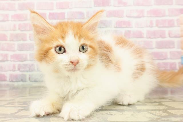 石川県のメインクーン (Coo&RIKUイオン野々市南店/2025年8月19日生まれ/男の子/レッドタビーホワイト)の子猫の2枚目の画像