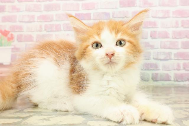 石川県のメインクーン (Coo&RIKUイオン野々市南店/2025年8月19日生まれ/男の子/レッドタビーホワイト)の子猫の3枚目の画像