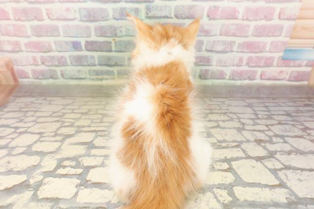 石川県のメインクーン (Coo&RIKUイオン野々市南店/2025年8月19日生まれ/男の子/レッドタビーホワイト)の子猫の4枚目の画像