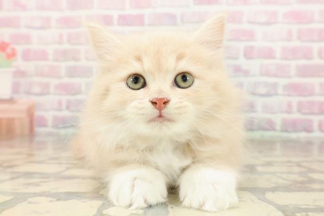 東京都のサイベリアン (Coo&RIKU八王子西店/2025年8月23日生まれ/男の子/クリームタビーホワイト)の子猫の1枚目の画像