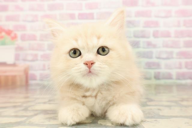 栃木県のサイベリアン (Coo&RIKU足利店/2025年8月23日生まれ/男の子/クリームタビー)の子猫の1枚目の画像