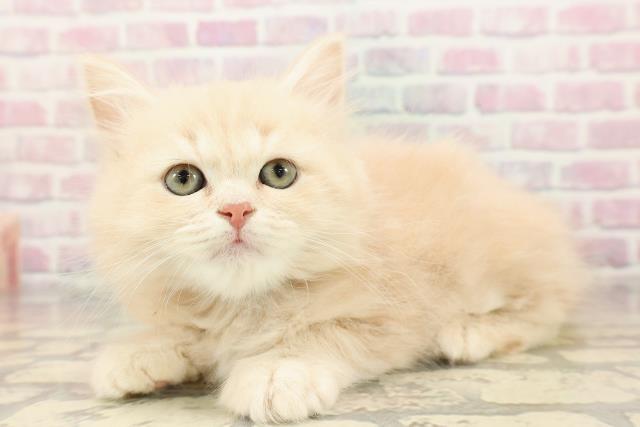 栃木県のサイベリアン (Coo&RIKU足利店/2025年8月23日生まれ/男の子/クリームタビー)の子猫の2枚目の画像
