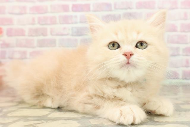 栃木県のサイベリアン (Coo&RIKU足利店/2025年8月23日生まれ/男の子/クリームタビー)の子猫の3枚目の画像