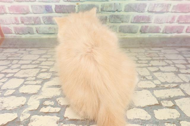 栃木県のサイベリアン (Coo&RIKU足利店/2025年8月23日生まれ/男の子/クリームタビー)の子猫の4枚目の画像