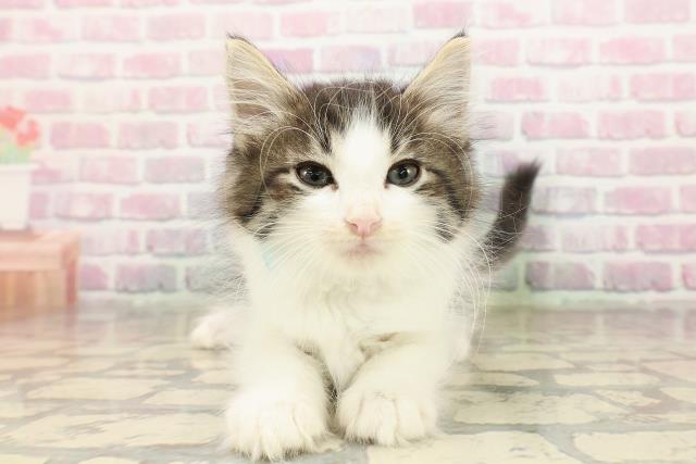 新潟県のノルウェージャンフォレストキャット (Coo&RIKUイオンモール新発田店/2025年8月21日生まれ/男の子/ブラウンタビーホワイト)の子猫の1枚目の画像