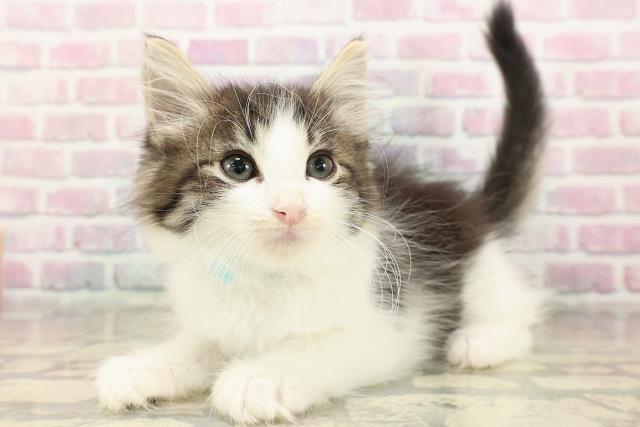 新潟県のノルウェージャンフォレストキャット (Coo&RIKUイオンモール新発田店/2025年8月21日生まれ/男の子/ブラウンタビーホワイト)の子猫の2枚目の画像