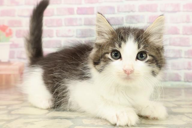 新潟県のノルウェージャンフォレストキャット (Coo&RIKUイオンモール新発田店/2025年8月21日生まれ/男の子/ブラウンタビーホワイト)の子猫の3枚目の画像