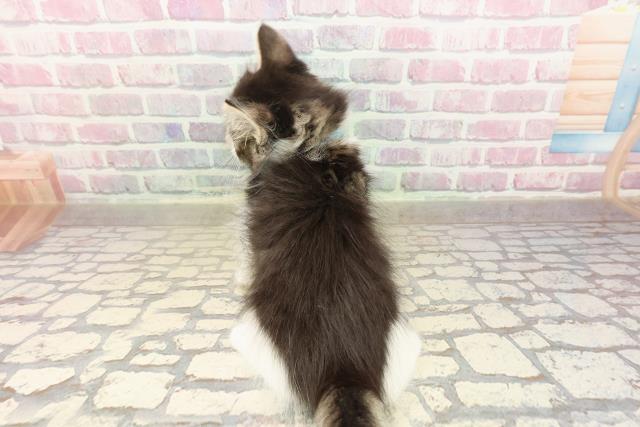 新潟県のノルウェージャンフォレストキャット (Coo&RIKUイオンモール新発田店/2025年8月21日生まれ/男の子/ブラウンタビーホワイト)の子猫の4枚目の画像