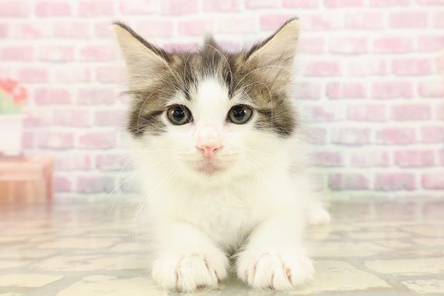 新潟県のノルウェージャンフォレストキャット (Coo&RIKU新潟東店/2025年8月21日生まれ/男の子/ブラウンタビーホワイト)の子猫の1枚目の画像