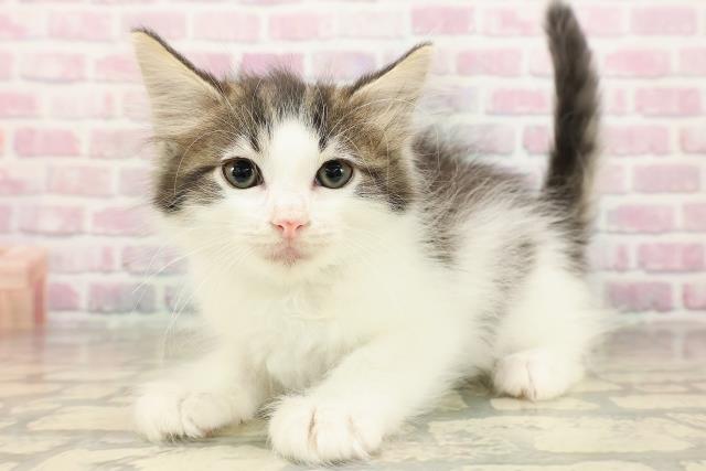 新潟県のノルウェージャンフォレストキャット (Coo&RIKU新潟東店/2025年8月21日生まれ/男の子/ブラウンタビーホワイト)の子猫の2枚目の画像