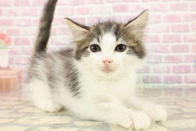 新潟県のノルウェージャンフォレストキャット (Coo&RIKU新潟東店/2025年8月21日生まれ/男の子/ブラウンタビーホワイト)の子猫の3枚目の画像