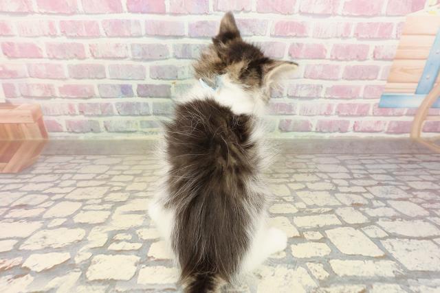 新潟県のノルウェージャンフォレストキャット (Coo&RIKU新潟東店/2025年8月21日生まれ/男の子/ブラウンタビーホワイト)の子猫の4枚目の画像