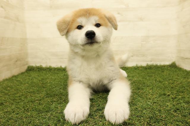 埼玉県の秋田犬 (Coo&RIKU川越店/2025年8月18日生まれ/男の子/赤)の子犬の1枚目の画像