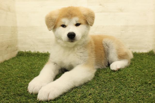 埼玉県の秋田犬 (Coo&RIKU川越店/2025年8月18日生まれ/男の子/赤)の子犬の2枚目の画像