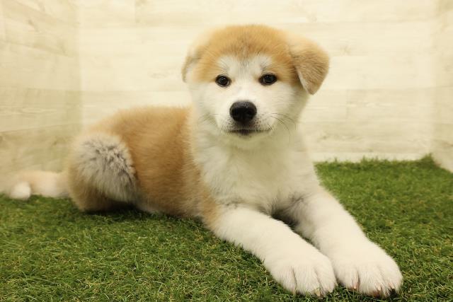 埼玉県の秋田犬 (Coo&RIKU川越店/2025年8月18日生まれ/男の子/赤)の子犬の3枚目の画像