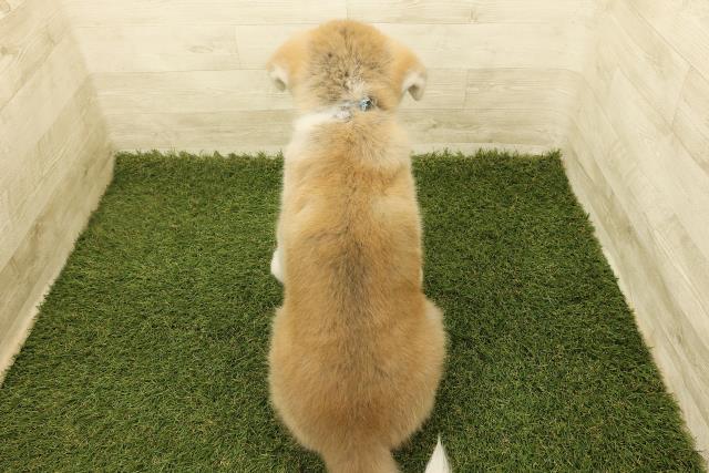 埼玉県の秋田犬 (Coo&RIKU川越店/2025年8月18日生まれ/男の子/赤)の子犬の4枚目の画像