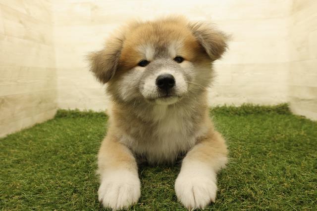 東京都の秋田犬 (Coo&RIKU足立本店/2025年8月18日生まれ/男の子/赤)の子犬の1枚目の画像