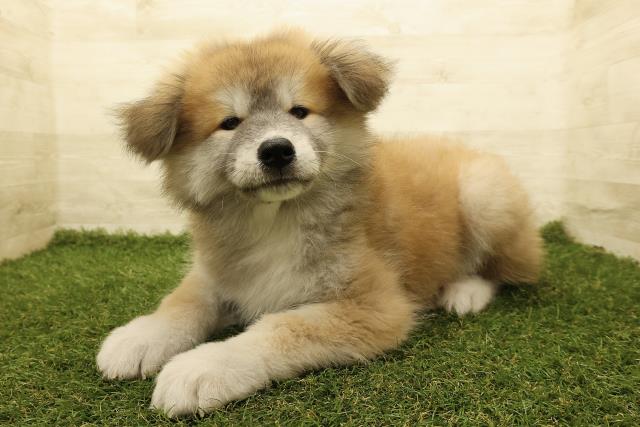 東京都の秋田犬 (Coo&RIKU足立本店/2025年8月18日生まれ/男の子/赤)の子犬の2枚目の画像