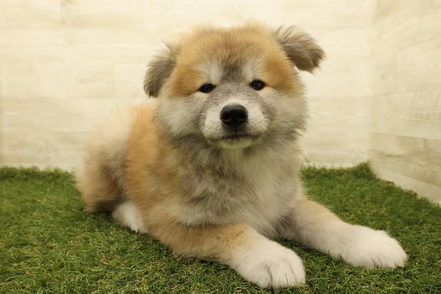 東京都の秋田犬 (Coo&RIKU足立本店/2025年8月18日生まれ/男の子/赤)の子犬の3枚目の画像