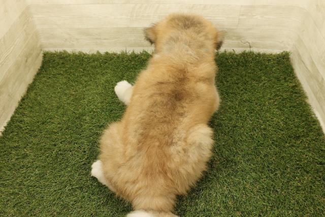 東京都の秋田犬 (Coo&RIKU足立本店/2025年8月18日生まれ/男の子/赤)の子犬の4枚目の画像