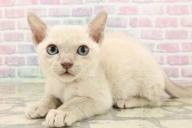 2025年8月18日生まれのトンキニーズの2枚目の写真