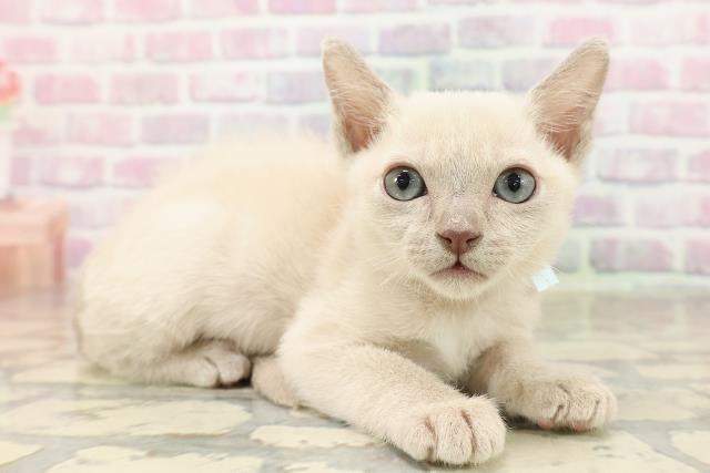 2025年8月18日生まれのトンキニーズの3枚目の写真