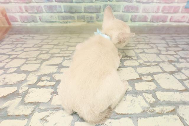 2025年8月18日生まれのトンキニーズの4枚目の写真