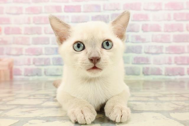 福島県のトンキニーズ (Coo&RIKUいわき店/2025年8月18日生まれ/男の子/ナチュラルポイント)の子猫の1枚目の画像