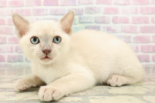 福島県のトンキニーズ (Coo&RIKUいわき店/2025年8月18日生まれ/男の子/ナチュラルポイント)の子猫の2枚目の画像