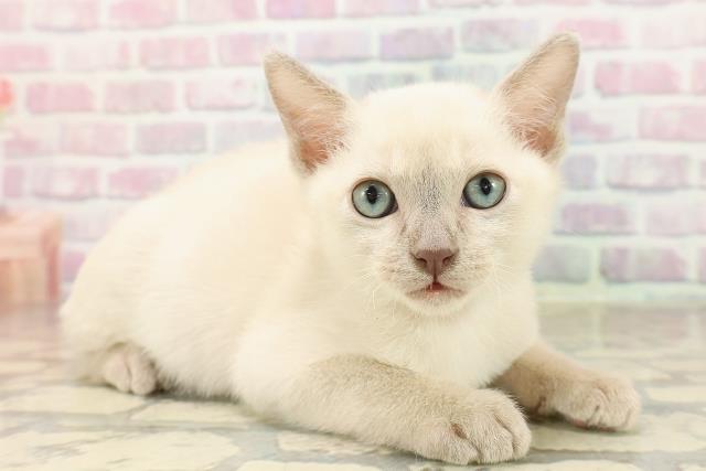 福島県のトンキニーズ (Coo&RIKUいわき店/2025年8月18日生まれ/男の子/ナチュラルポイント)の子猫の3枚目の画像