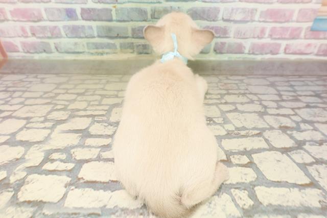 福島県のトンキニーズ (Coo&RIKUいわき店/2025年8月18日生まれ/男の子/ナチュラルポイント)の子猫の4枚目の画像