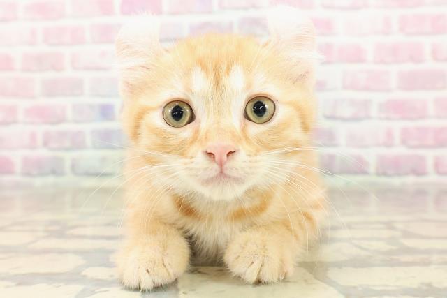 北海道のアメリカンカール (Coo&RIKU旭川店/2025年8月17日生まれ/男の子/レッドタビー)の子猫の1枚目の画像