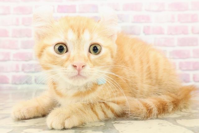 北海道のアメリカンカール (Coo&RIKU旭川店/2025年8月17日生まれ/男の子/レッドタビー)の子猫の2枚目の画像