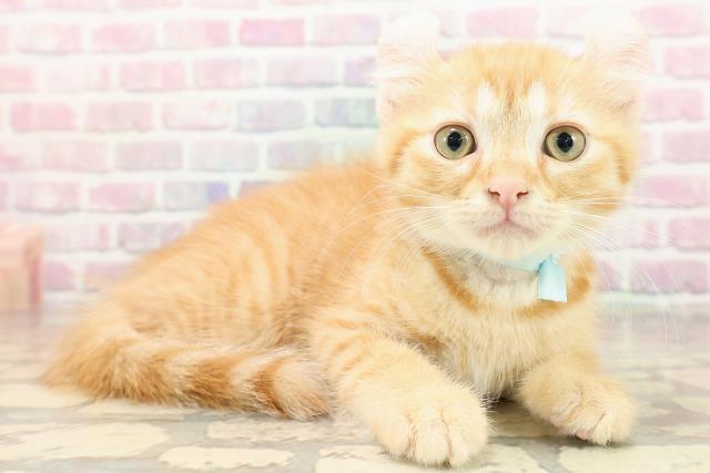 北海道のアメリカンカール (Coo&RIKU旭川店/2025年8月17日生まれ/男の子/レッドタビー)の子猫の3枚目の画像